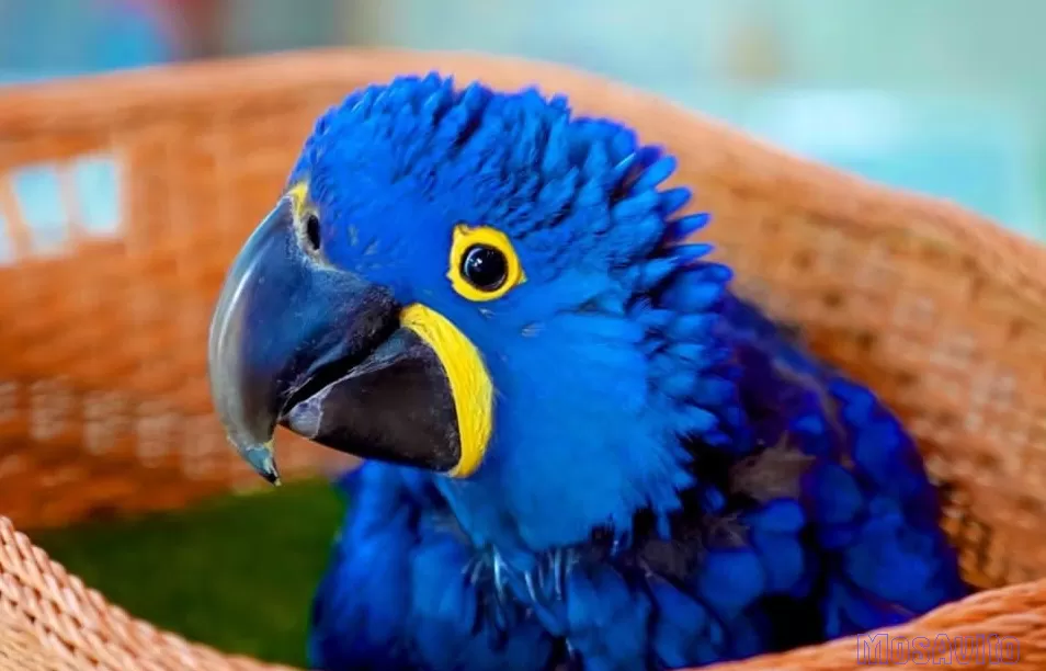 Гиацинтовый ара (Anodorhynchus hyacinthinus) птенцы из питомника