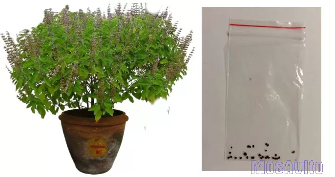 Семена туласи, в пакетике, для выращивания дома.