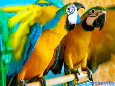 Сине желтый ара (Ara ararauna)  - абсолютно ручные птенцы из питомника