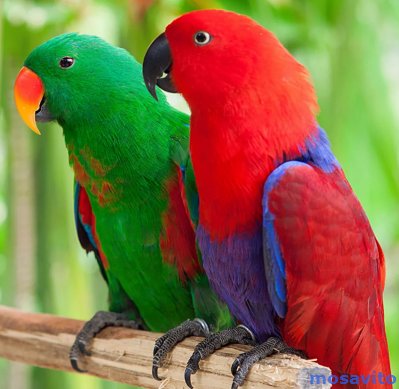 Благородный попугай (Eclectus roratus) - ручные птенцы из питомников