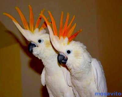 Какаду оранжевохохлый (Cacatua s. citrinocristata) - ручные птенцы