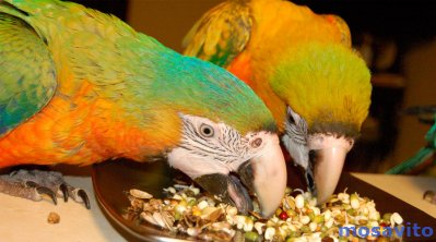 Био корма премиум класса для крупных видов попугаев из Европы